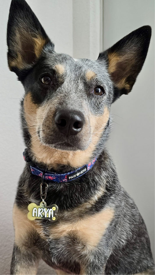 Perro con placa de nombre Arya en vinil blanco. Estilo clásico de Munmun.