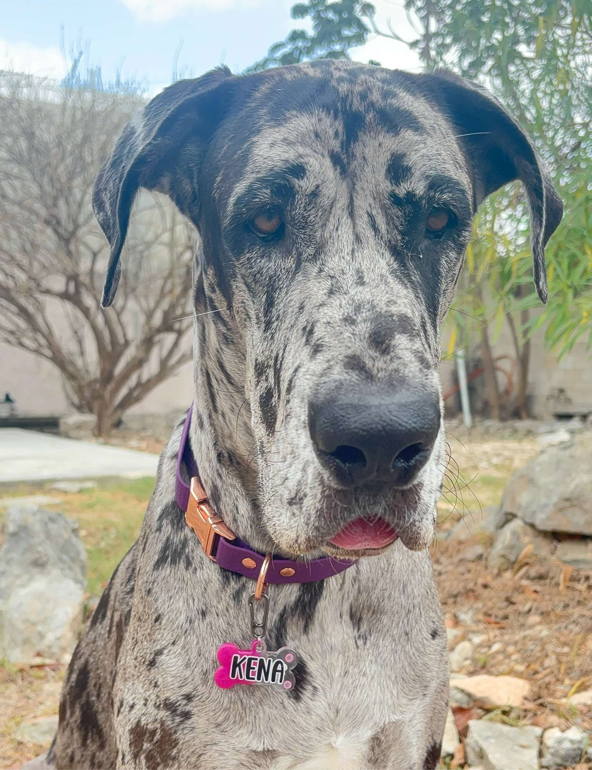 Gran danés con placa rosa con nombre Kena. Estilo fuerte y femenino.