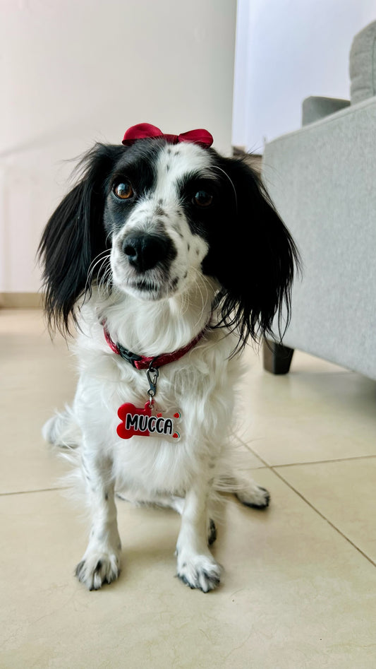 Perro con moño rojo y placa roja personalizada con nombre Mucca. Accesorio clásico de Munmun.