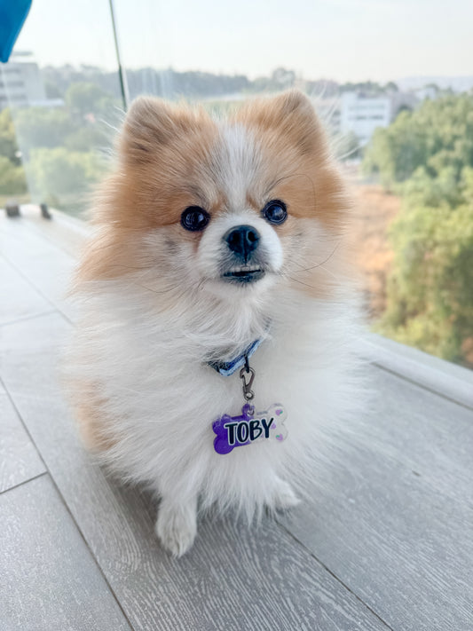 Pomerania con placa personalizada morada con nombre TOBY. Accesorio brillante para perro pequeño.
