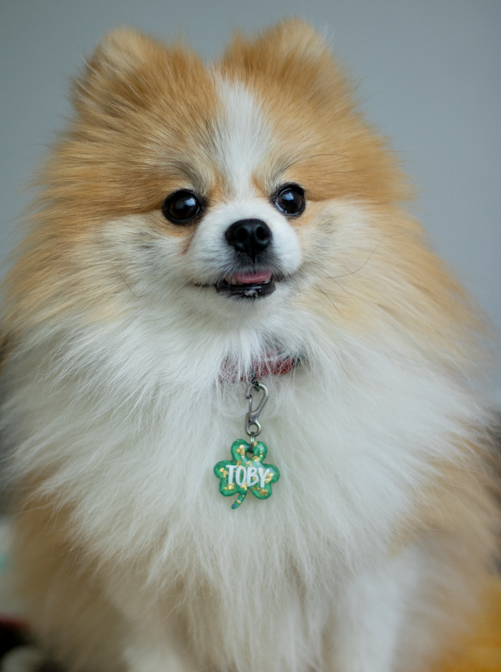 Pomerania luciendo placa de trébol verde con glitter. Identificación personalizada, ligera y brillante para perros pequeños. Accesorio llamativo y funcional.