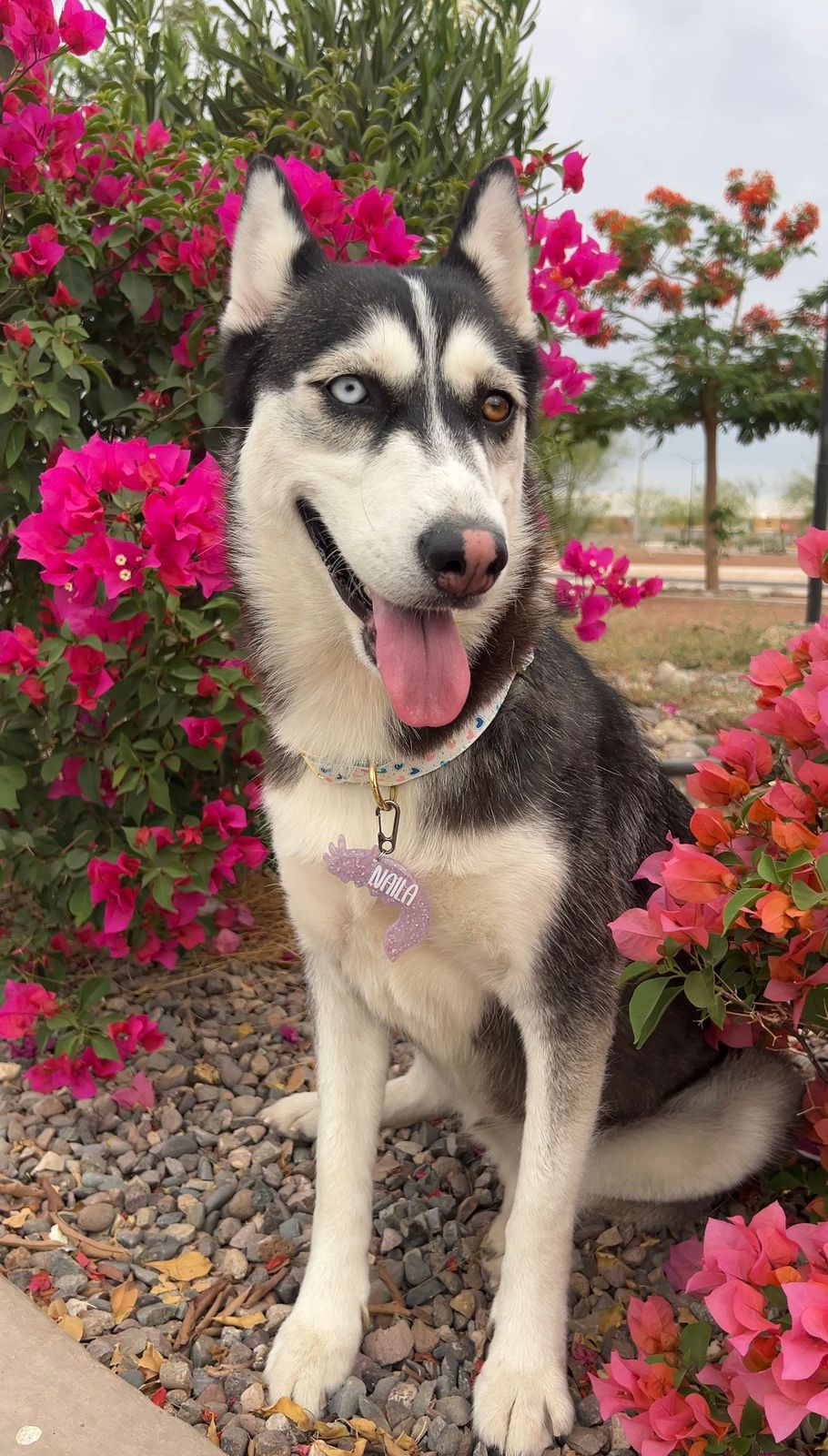 Husky con placa de ajolote morada, posando entre flores. Accesorio llamativo para perros.