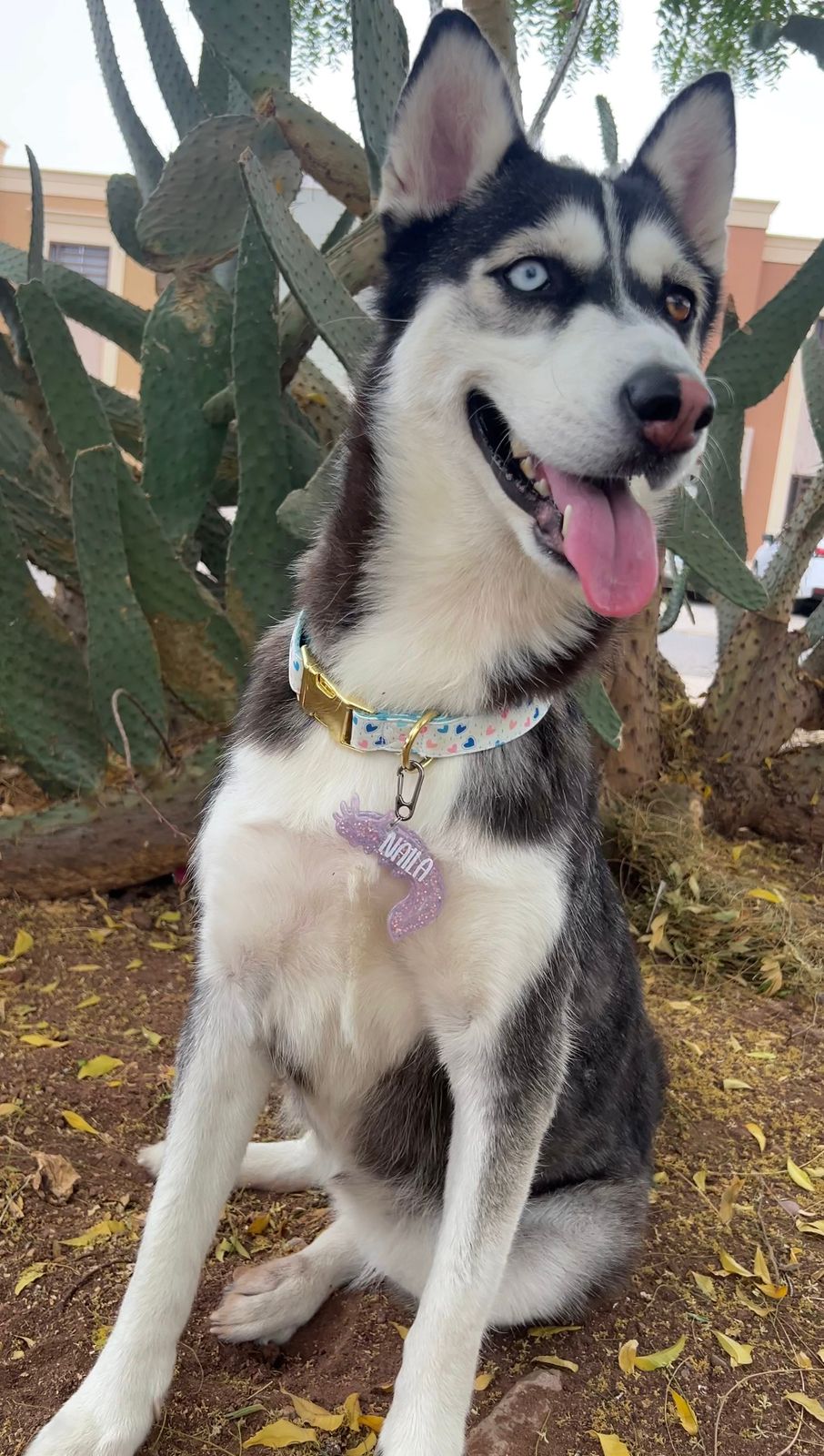 Husky usando placa ajolote personalizada en color morada. Diseño divertido y moderno de Munmun