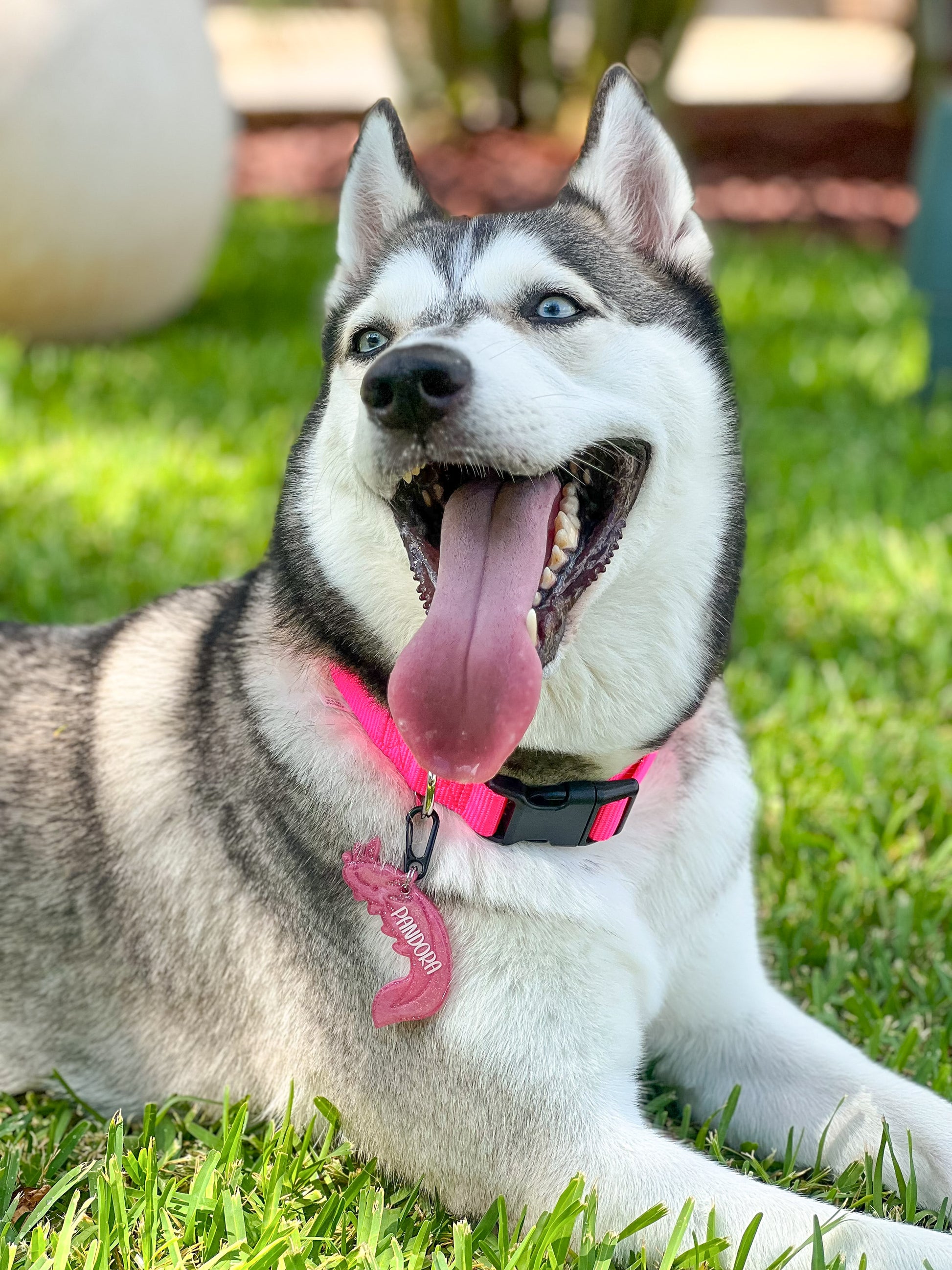 Husky con placa en forma de ajolote rosa. Placa personalizada para perros medianos y grandes.
