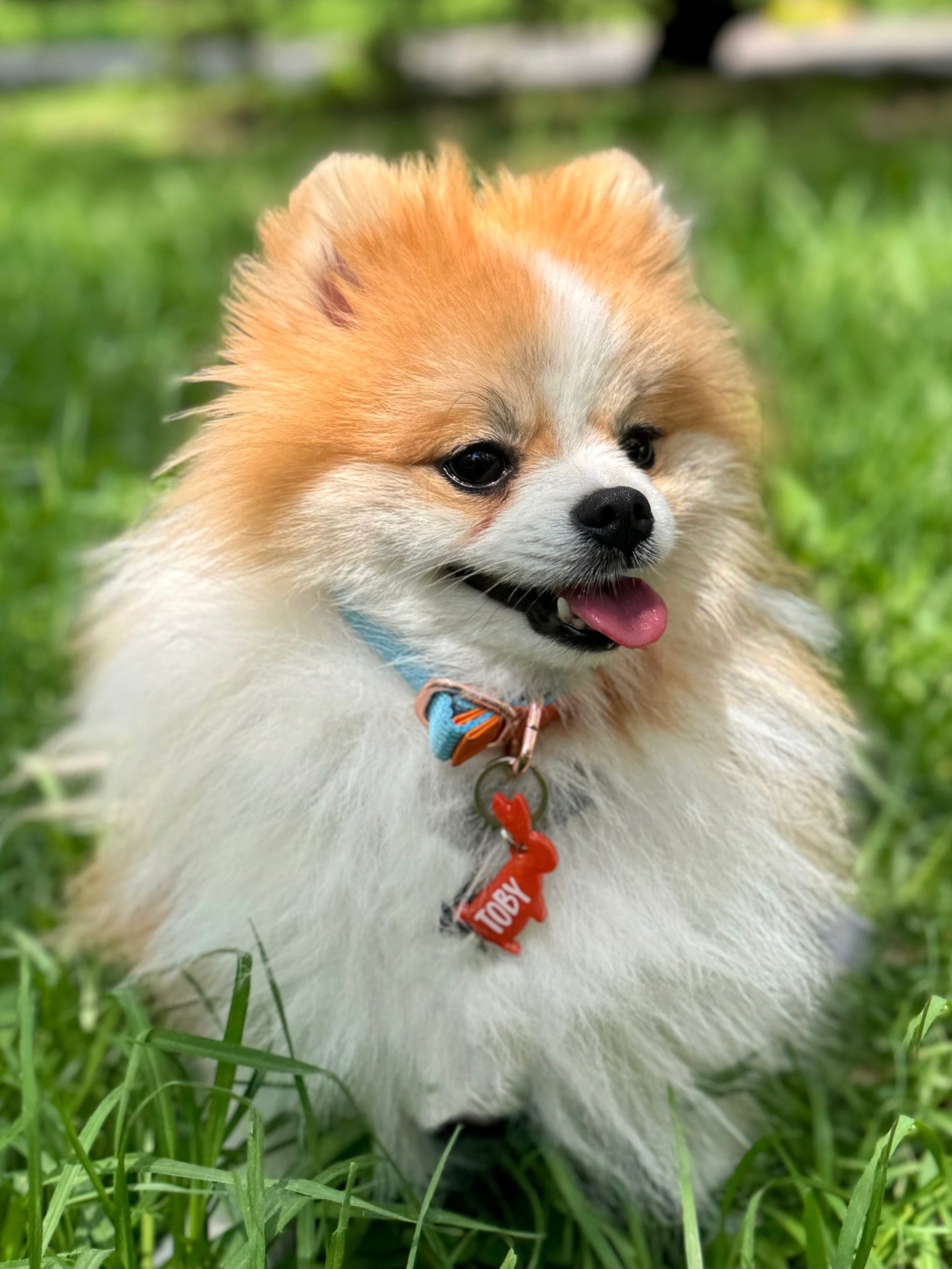 Pomerania con placa roja de conejo. Accesorio temático y original.