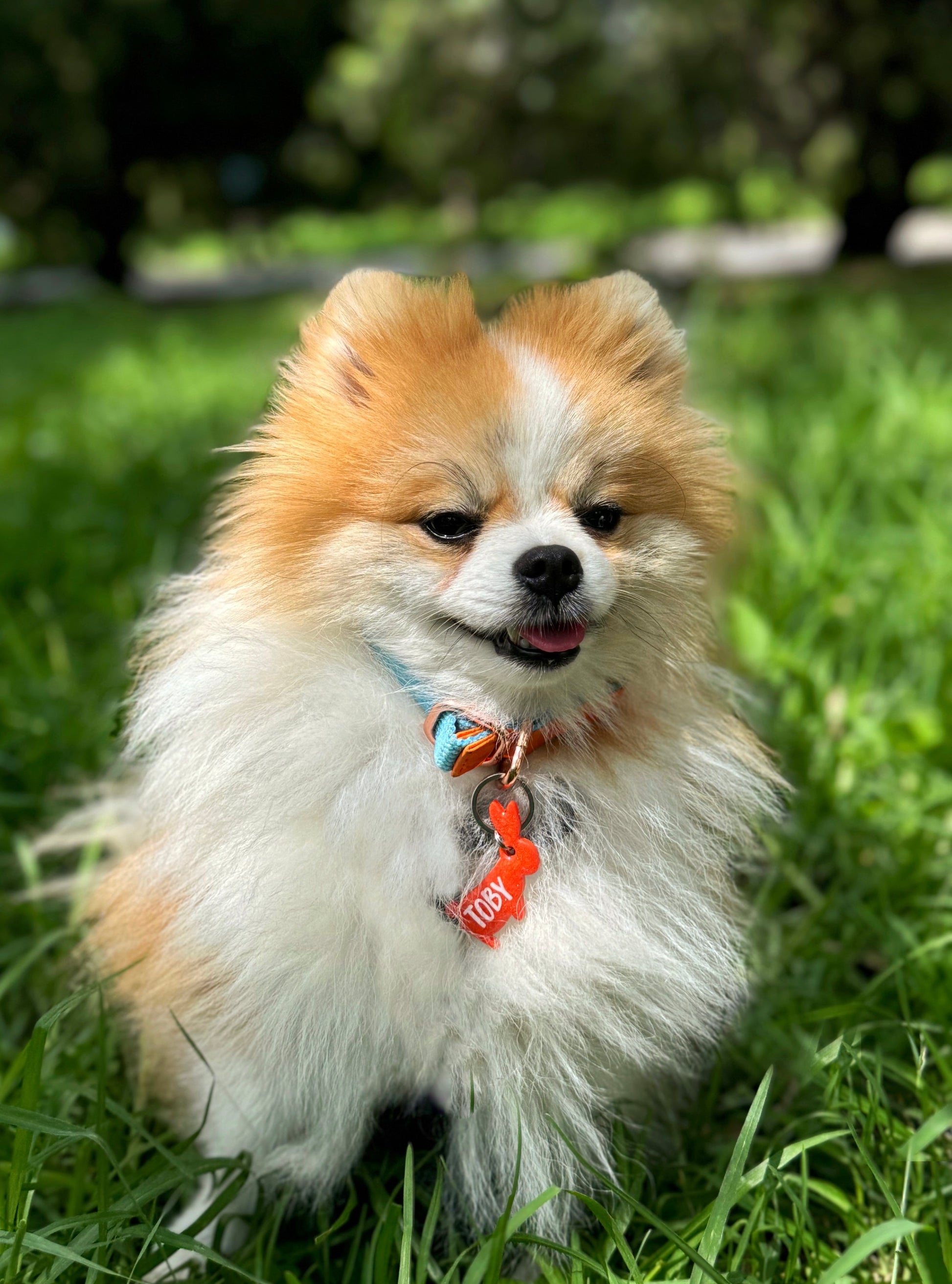 Pomerania con placa roja de conejo personalizada. Diseño llamativo y alegre.