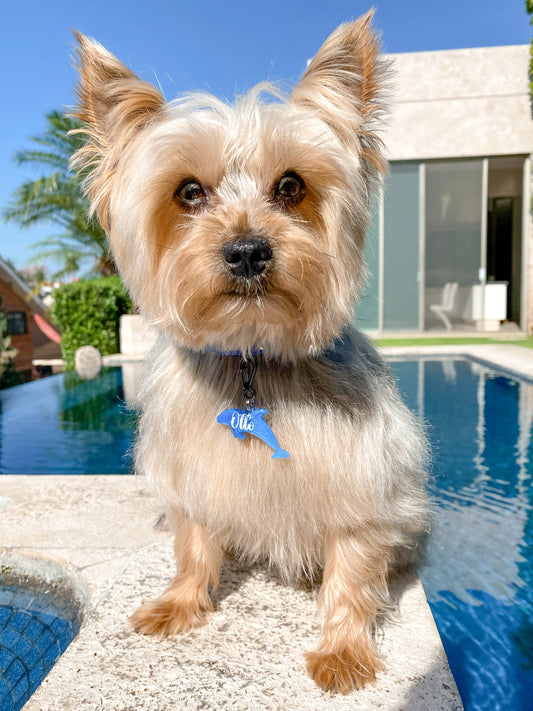 Yorkie con placa personalizada azul en forma de delfín. Accesorio original para perros pequeños.