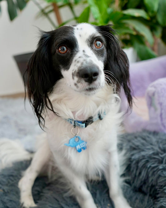 Perro blanco y negro con placa de dinosaurio azul. Accesorio original para perro mediano.