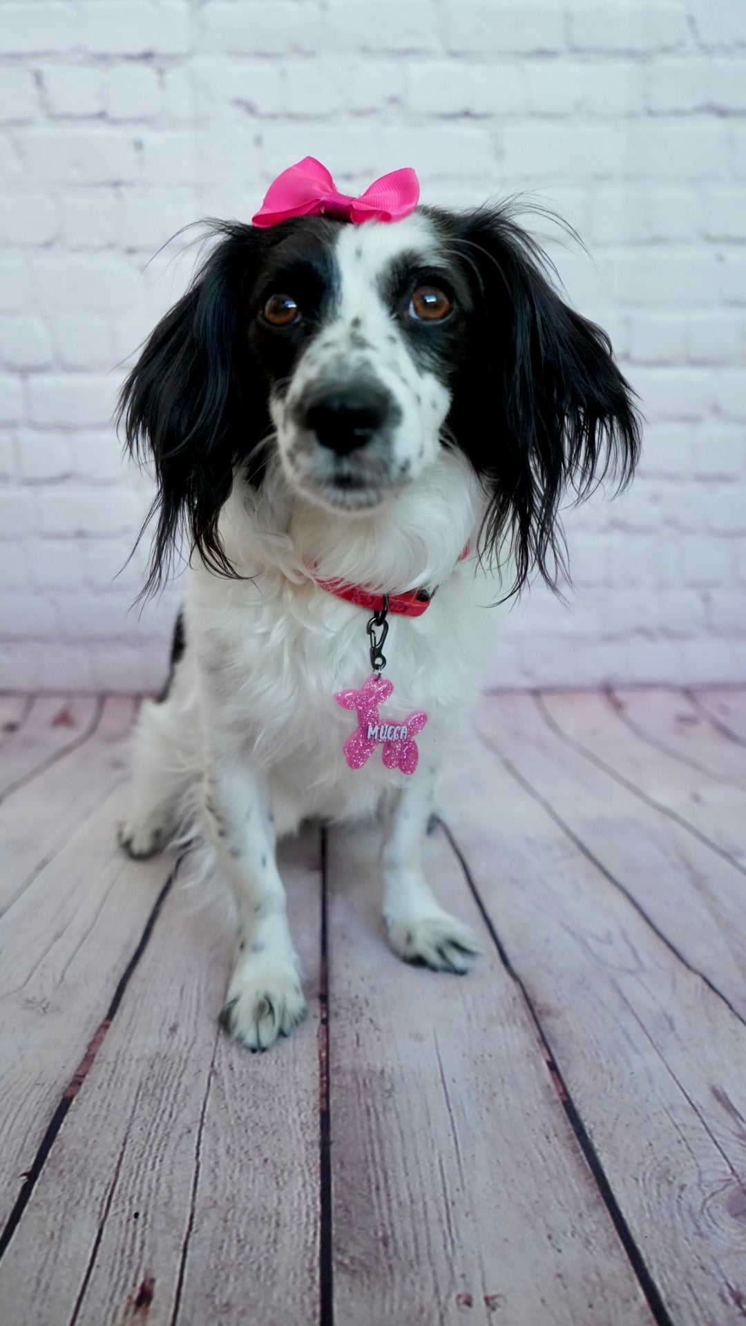 Perro con moño rosa y placa brillante en forma de perrito globo. Accesorio personalizado llamativo.