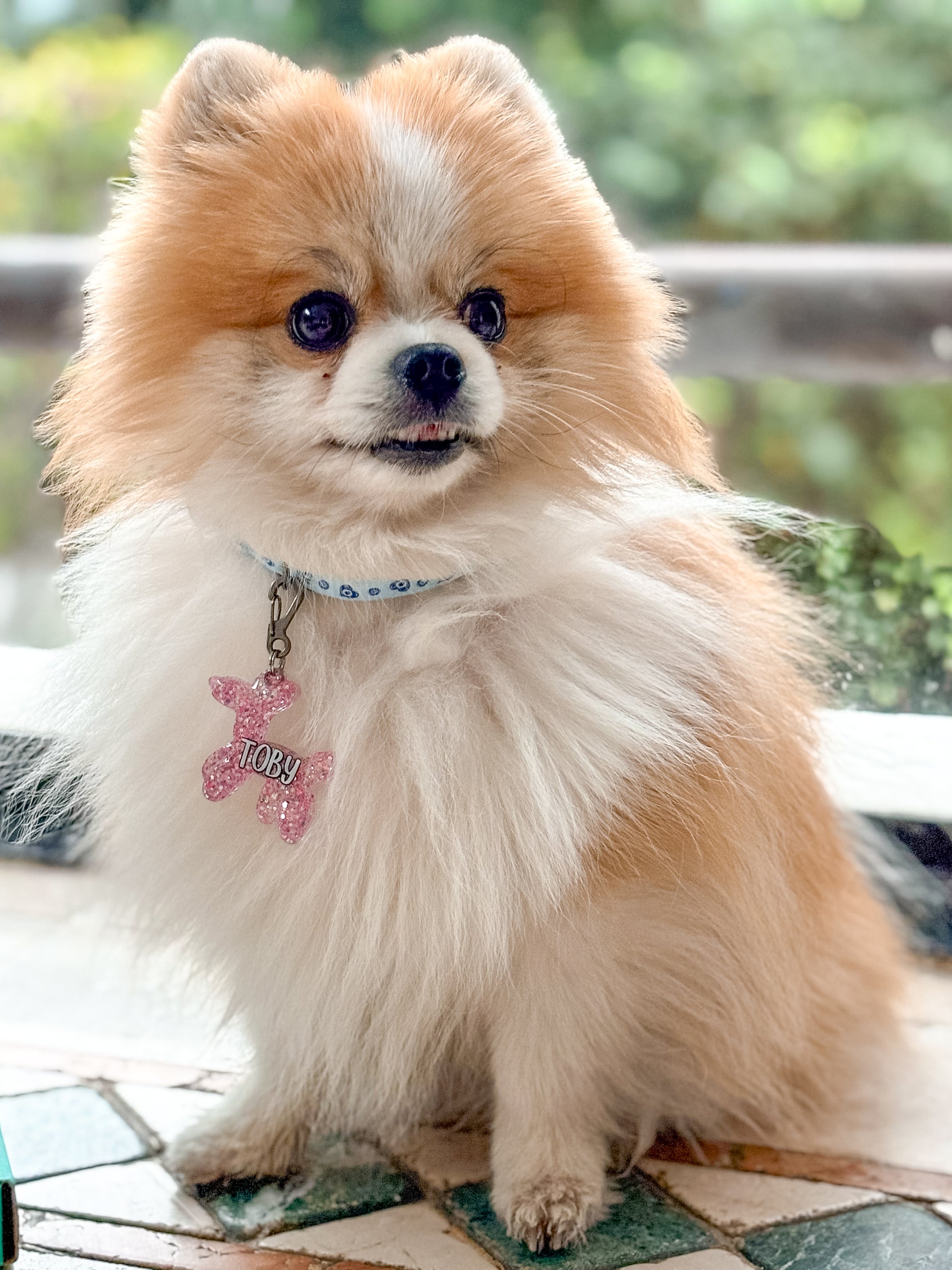 Pomerania con placa rosa en forma de perrito globo. Diseño tierno y vibrante para perros pequeños