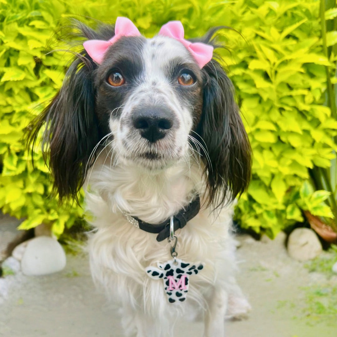Perrita blanca y negra con moños rosas usando placa de vaquita, diseño divertido y tierno.