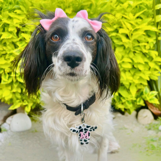 Perrita blanca y negra con moños rosas usando placa de vaquita, diseño divertido y tierno.