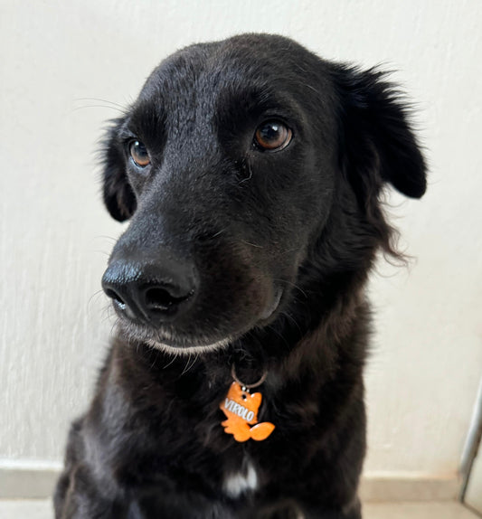 Perro negro con placa de zorrito naranja. Accesorio único y adorable