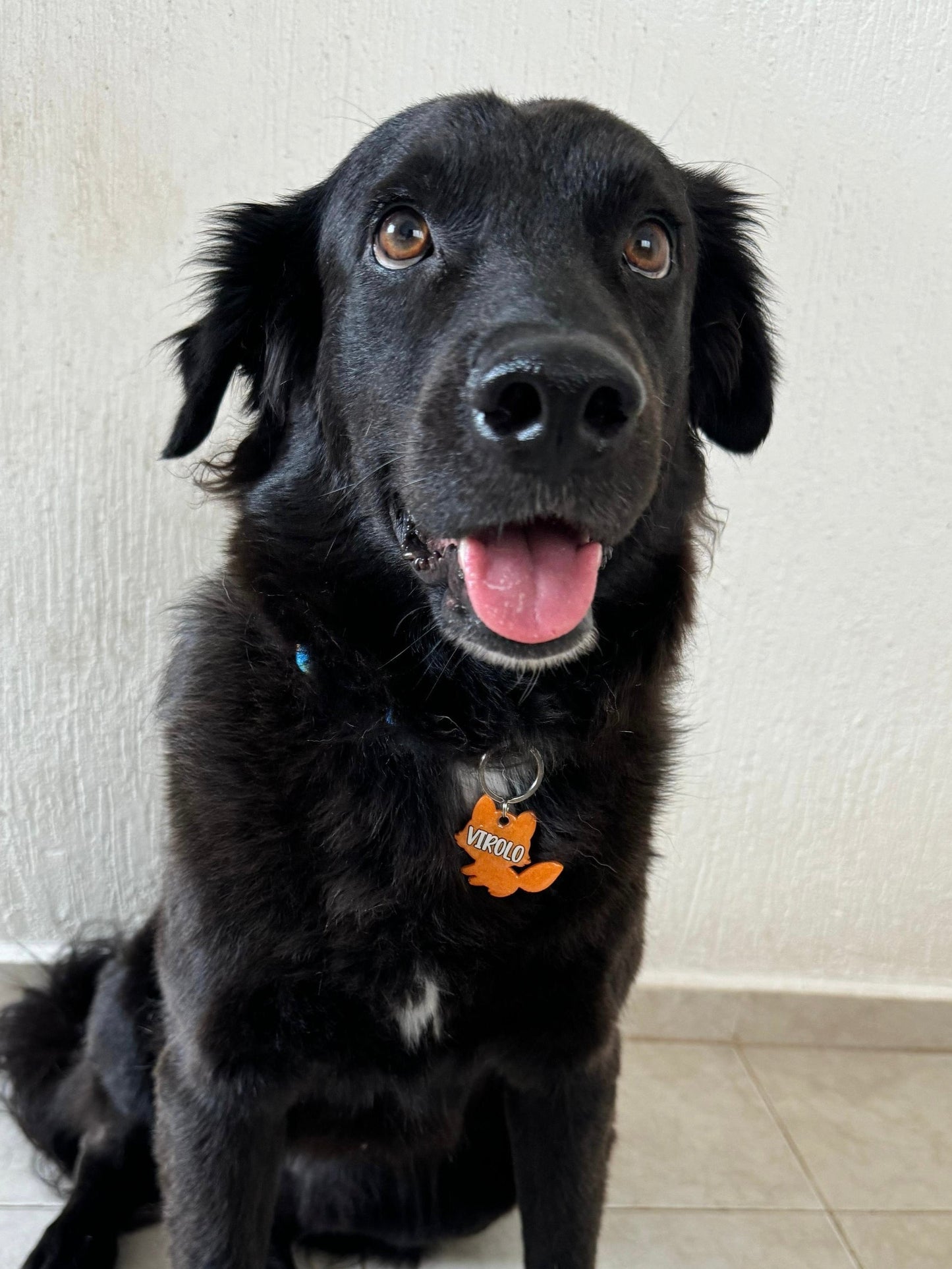 Perro negro con placa en forma de zorro naranja. Diseño divertido para razas medianas.