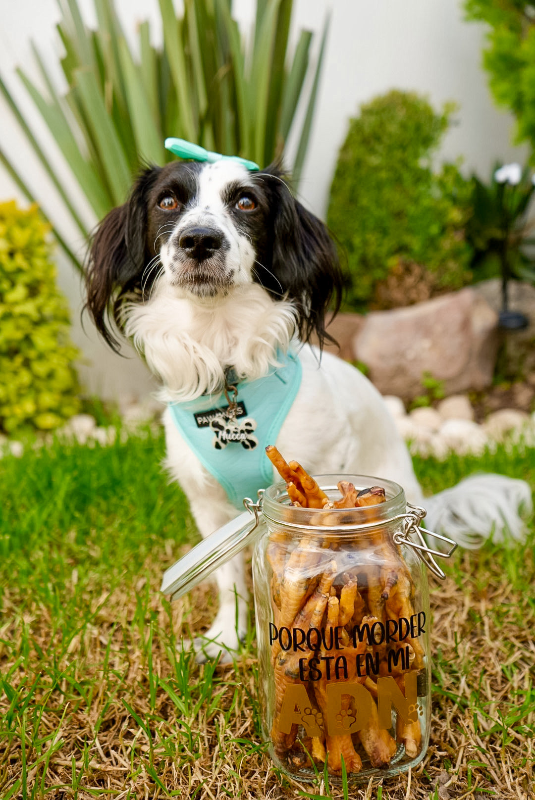 Perro con frasco personalizado con frase “Porque morder esta en mi ADN”. Frasco con diseño divertido para snacks.