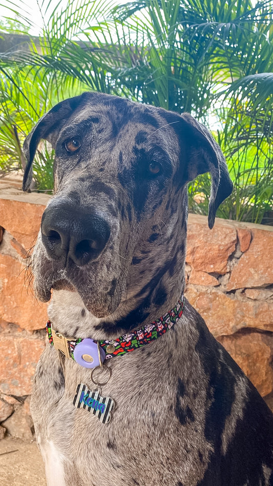 Perro grande con placa de rayas en blanco y negro. Diseño personalizado llamativo.