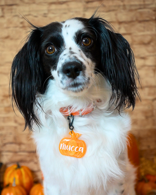 Placa de calabaza naranja con nombre Mucca para perro. Diseño temático de Halloween, vibrante y personalizado.