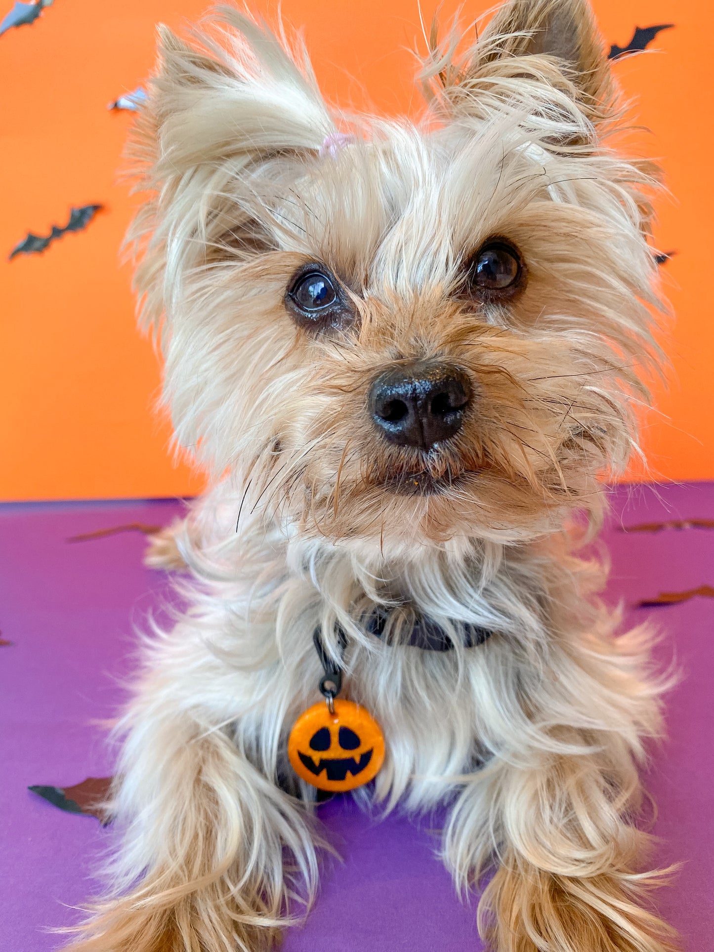 Yorkshire Terrier con placa de calabaza de MunMun. Ideal para darle un toque festivo al collar.