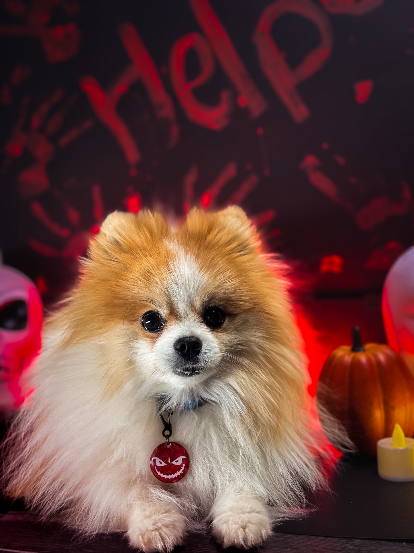 Pomerania con placa circular roja Halloween y fondo decorado con calabazas.