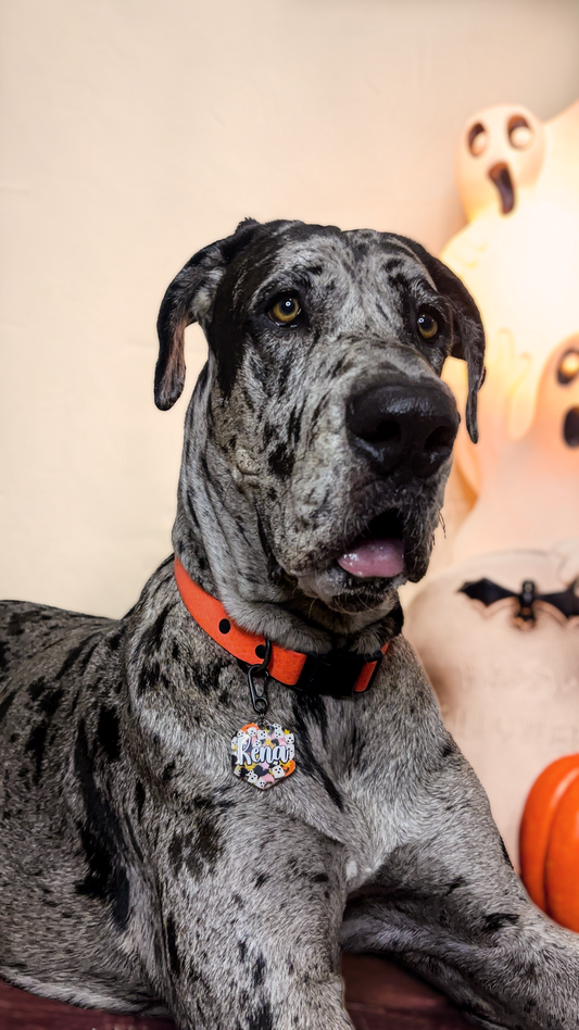 Gran danés con placa multicolor de Halloween MunMun. Diseño único con detalles spooky.