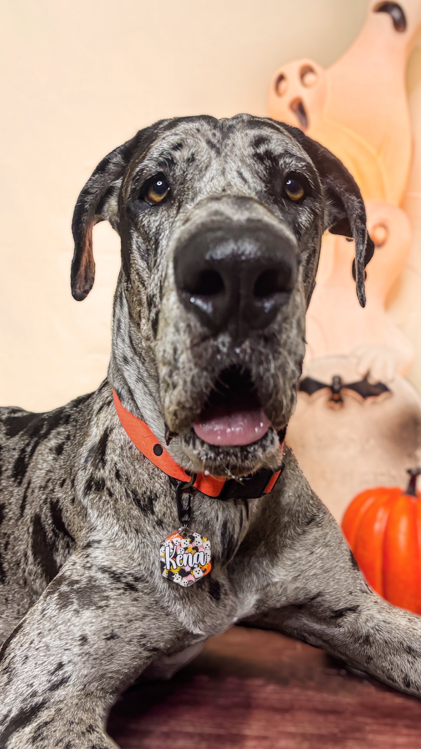 Gran danés con placa MunHalloween brillante. Accesorio llamativo para perros grandes