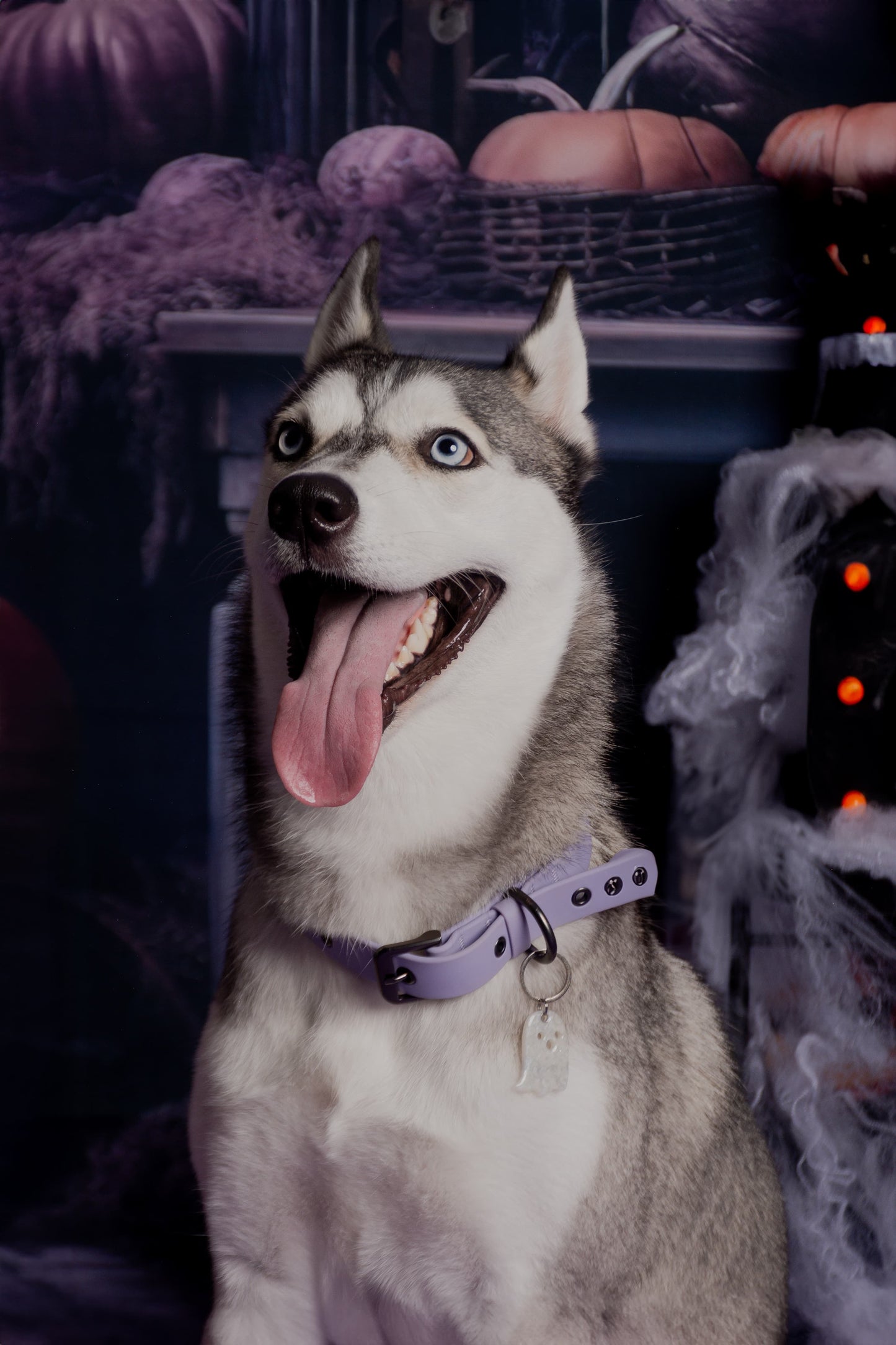 Husky con placa decorativa para Halloween. Accesorio temático para mascotas.