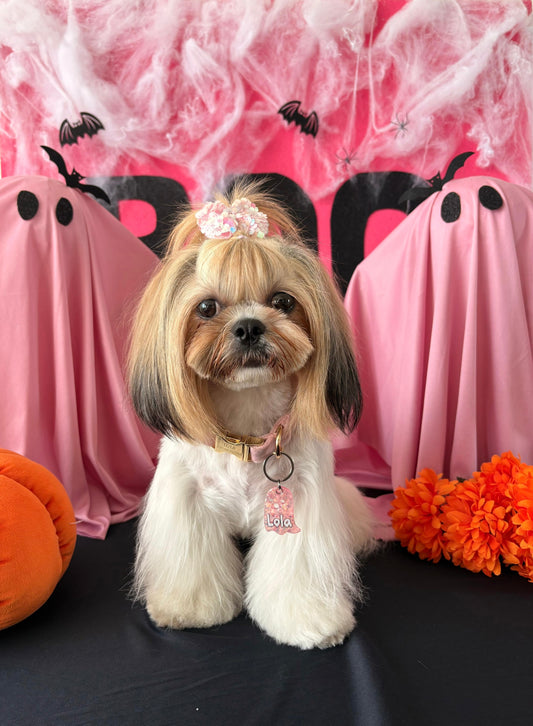 Shih Tzu con moño rosa y placa personalizada MunMun. Ideal para Halloween con estilo tierno.