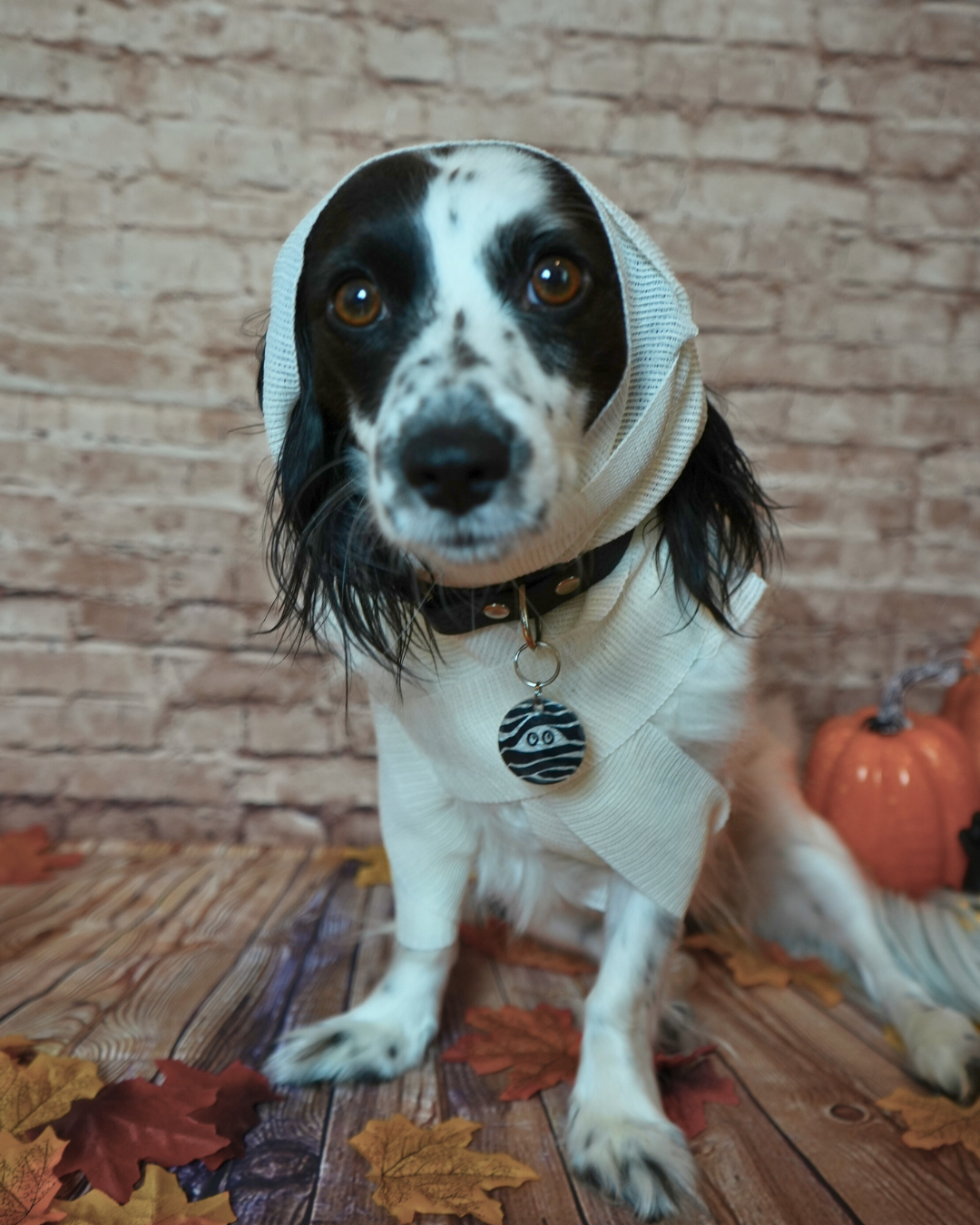 Perro con placa de momia negra y blanca colgando en su collar. Diseño perfecto para la temporada de Halloween.