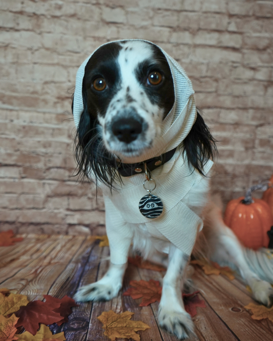 Perro con placa de momia negra y blanca colgando en su collar. Diseño perfecto para la temporada de Halloween.