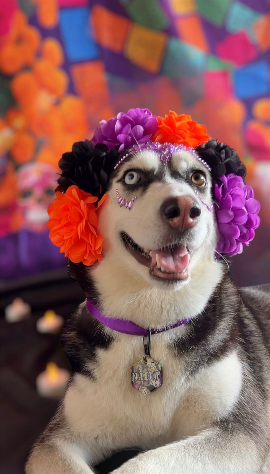 Husky con flores moradas y naranjas usando placa MunHalloween. Accesorio único de temporada.