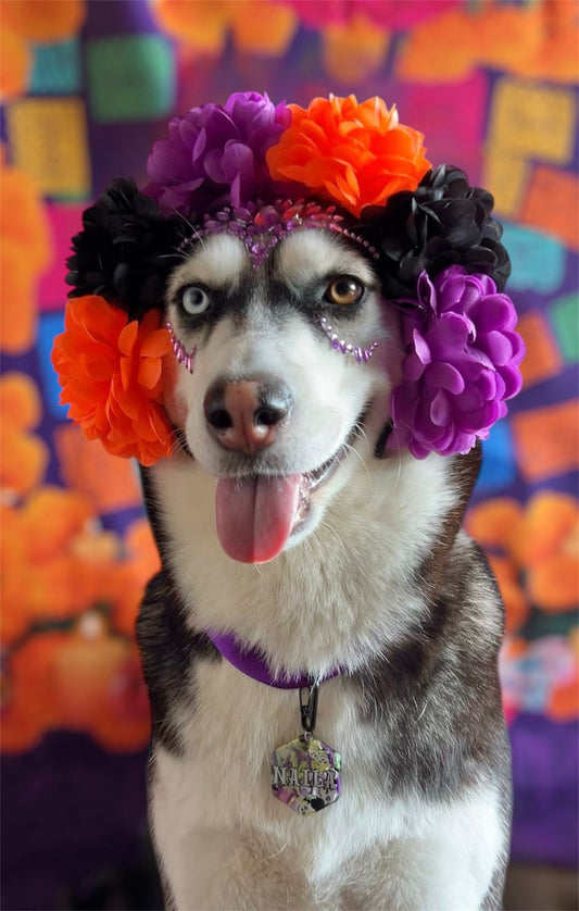 Husky con corona de flores y placa MunHalloween brillante. Accesorio temático ideal para Día de Muertos y Halloween.