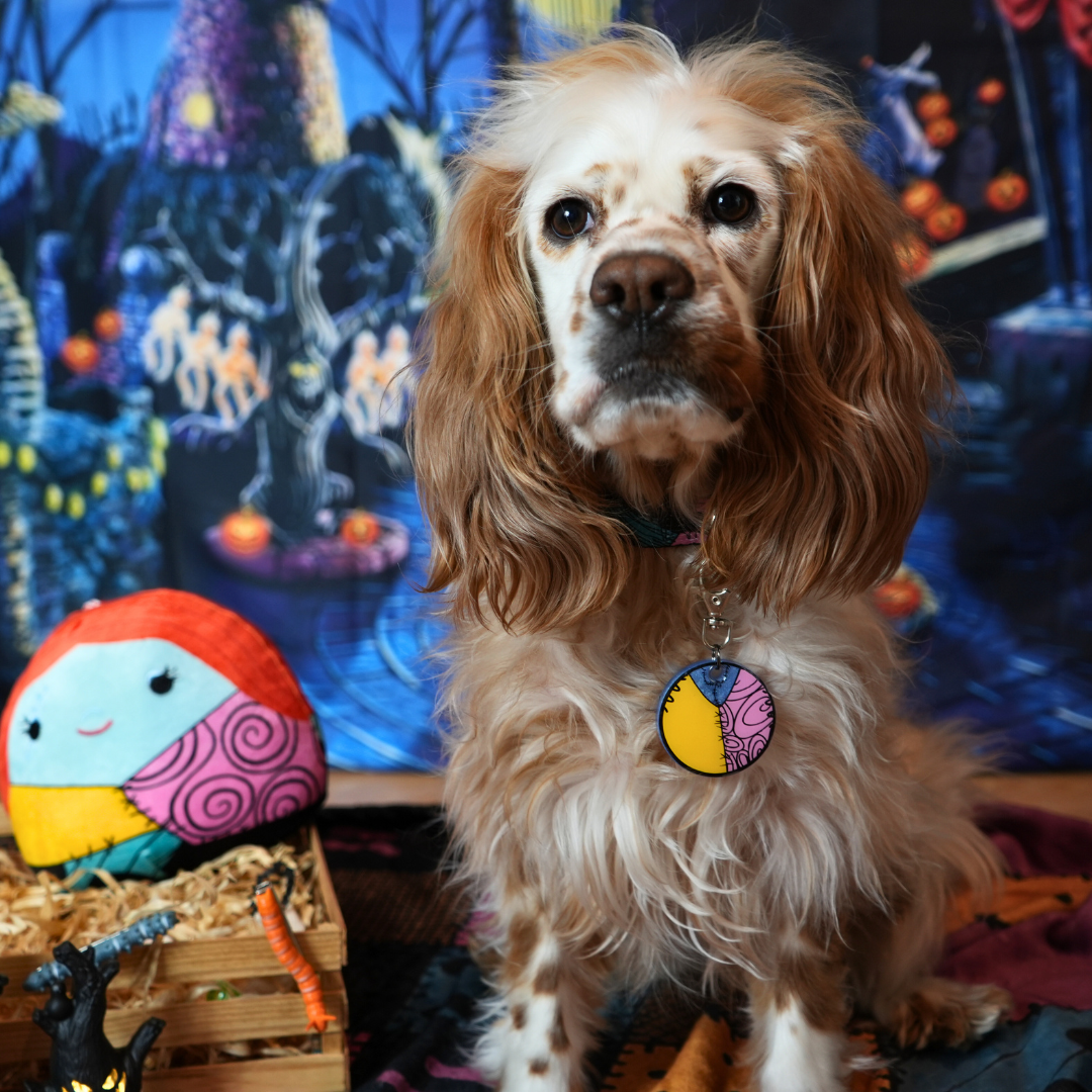 Perro posando con placa temática de Sally y fondo spooky. Accesorio ideal para fotos de temporada.