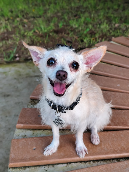 Chihuahua con placa negra de telaraña. Estilo divertido y festivo para perro.