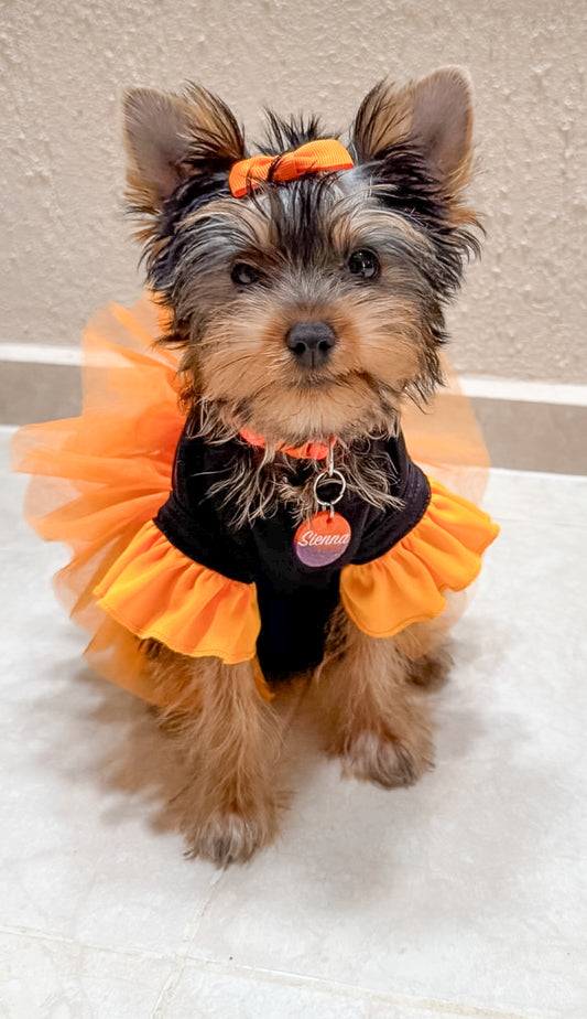 Perrita disfrazada con vestido naranja y negro usando placa redonda. Look completo de Halloween.