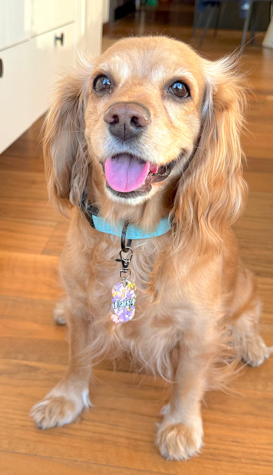 Perrita con placa rectangular con figuras de mariposa y nombre Daisy. Accesorio personalizado colorido para perro.