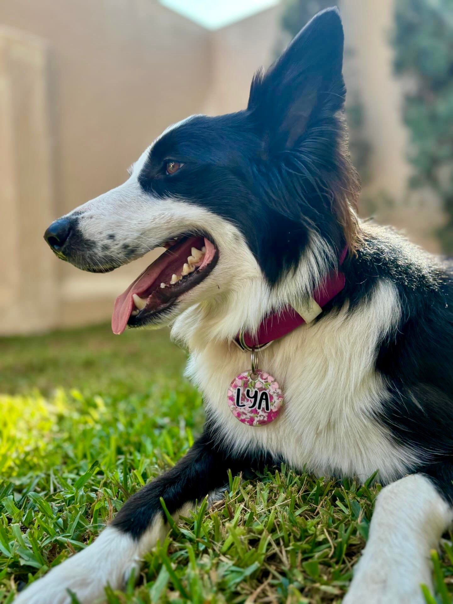 Perro con placa temática de amor. Diseño ideal para febrero.