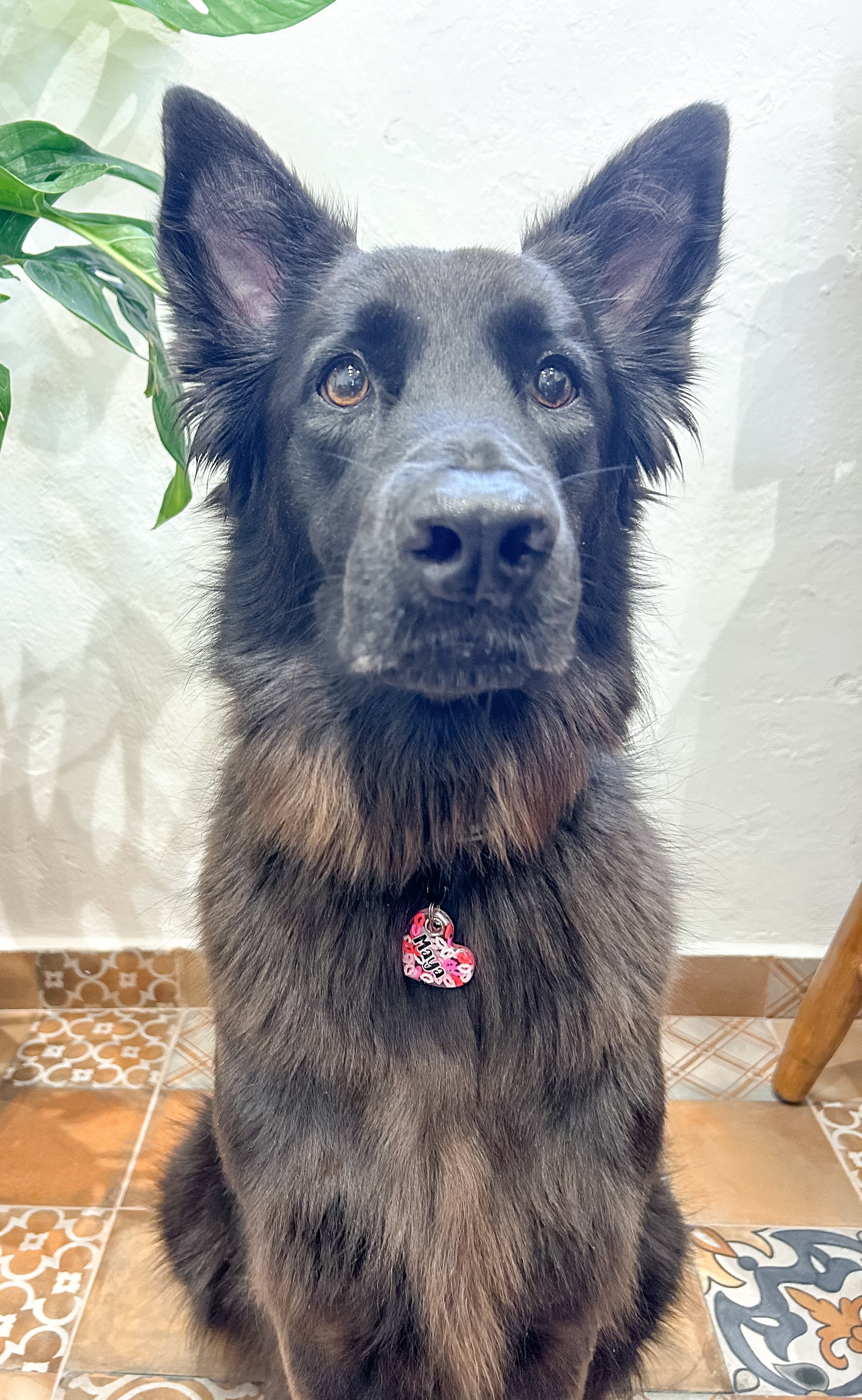 Perro con placa rosa con confeti colgando. Accesorio temático de amor.