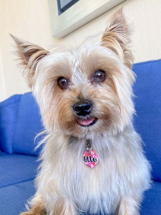 Yorkie con placa rosa de corazones. Accesorio romántico para mascota.