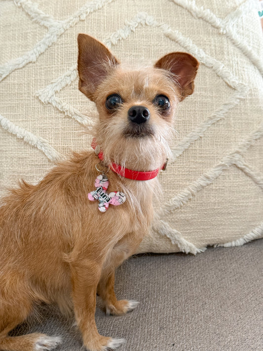Perro con placa de confeti y forma de hueso. Diseño de amor y ternura.
