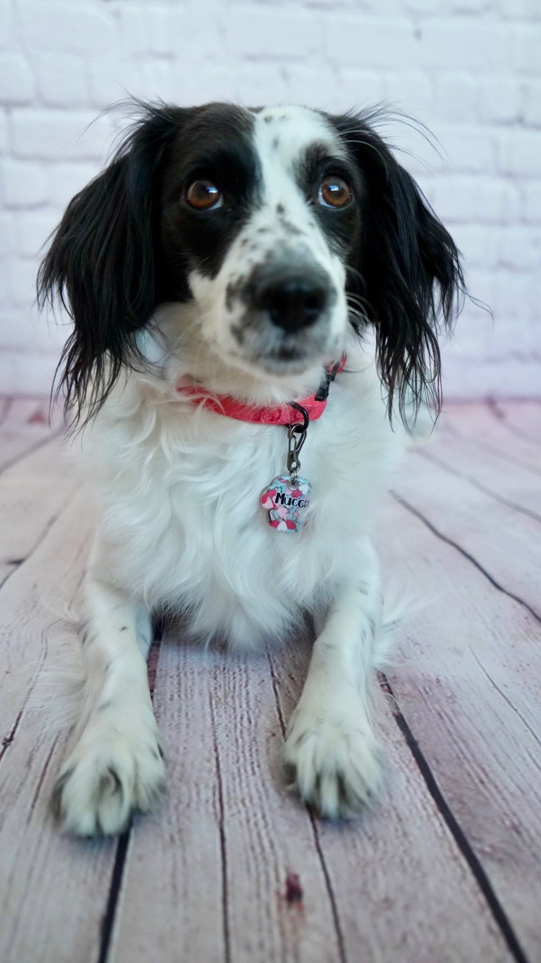 Perro blanco y negro con placa rosa de corazones. Accesorio romántico y llamativo.