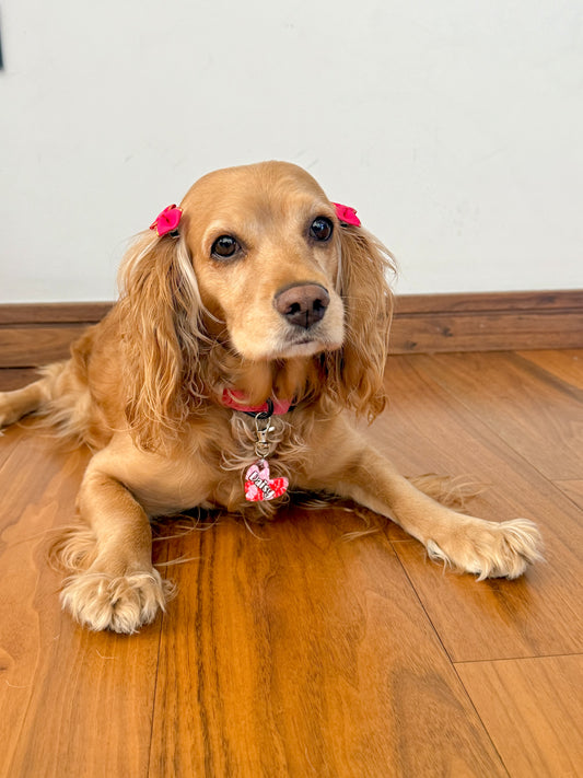 Placa en forma de corazón con fondo rojo y nombre “Daisy”, estilo dulce y amoroso para mascotas consentidas.