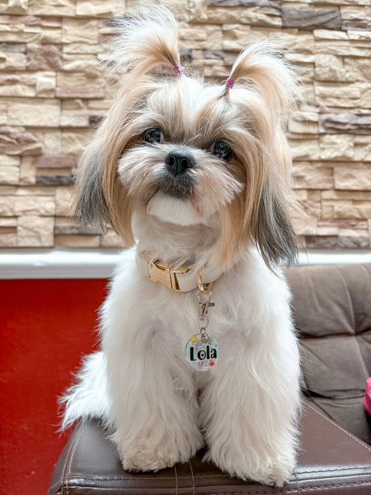 Shih Tzu con placa redonda con nombre lola. Estilo femenino y elegante para perro pequeño.