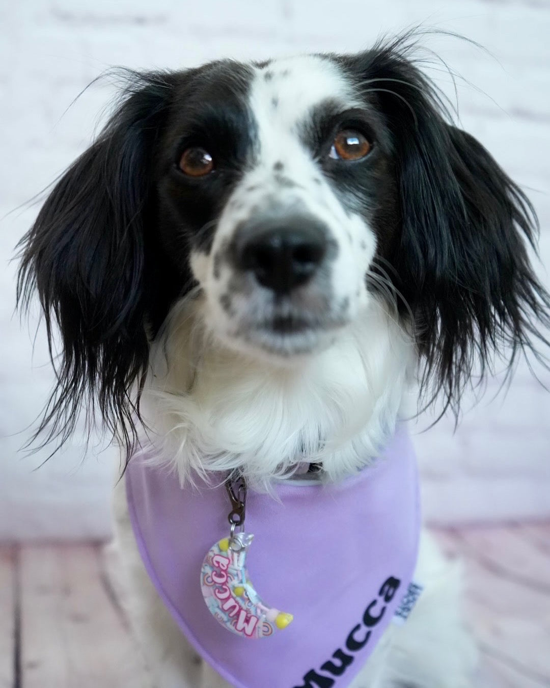 Perro blanco y negro con pañuelo morado y placa rosa con glitter. Accesorio de nombre Mucca.
