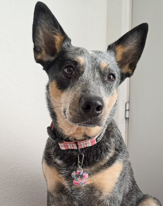 Perro con placa personalizada de San Valentín. Diseño ideal para razas medianas.
