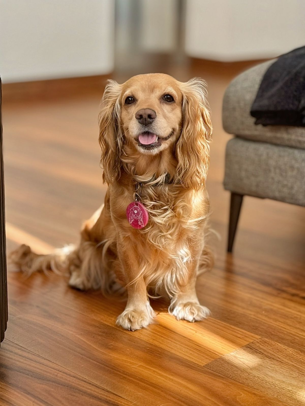 cocker con Placa redonda con carita de perrito. Diseño tierno y personalizado para perros pequeños.
