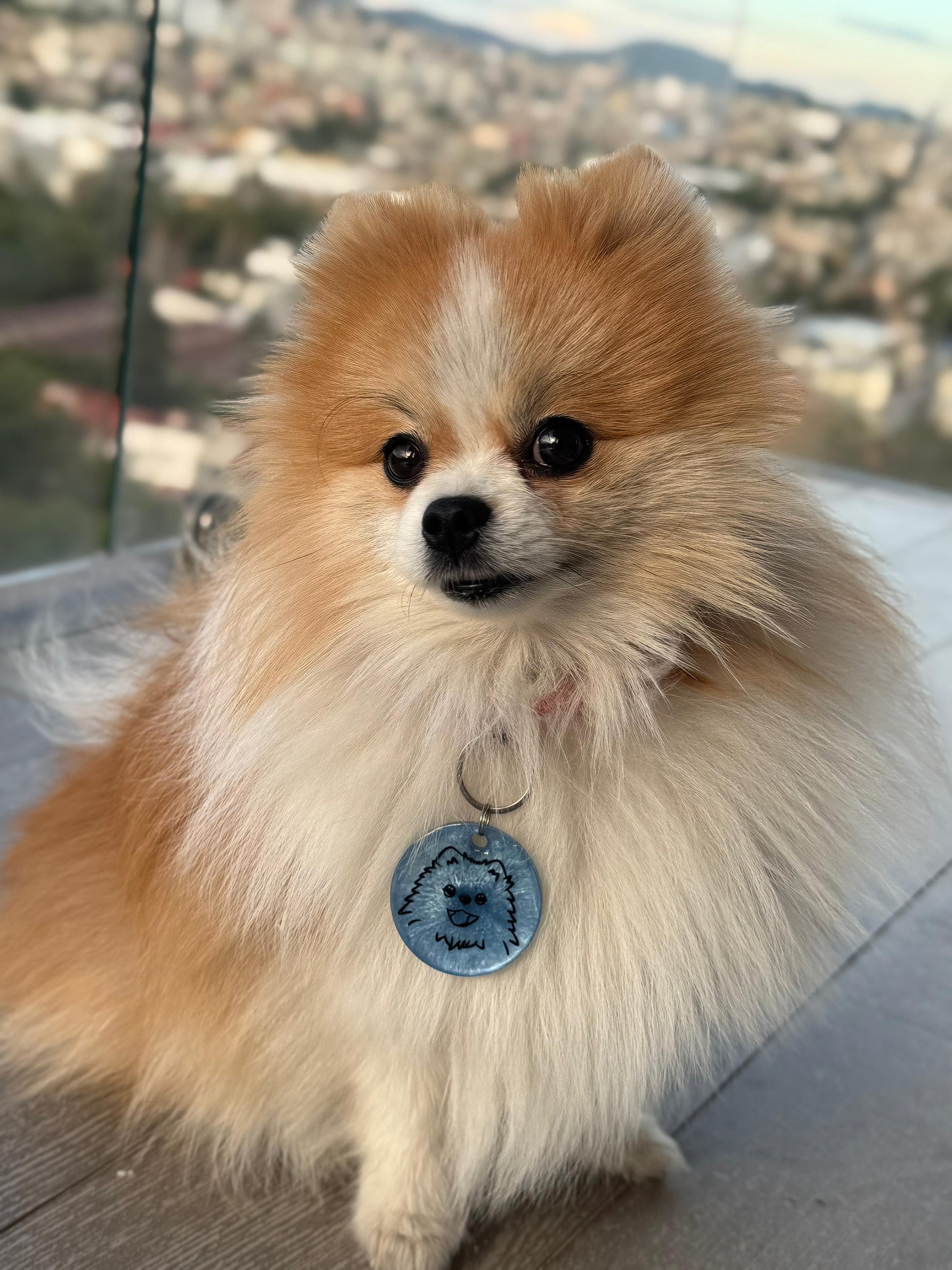 pomerania con Placa redonda con carita de perrito. Diseño tierno y personalizado para perros pequeños.