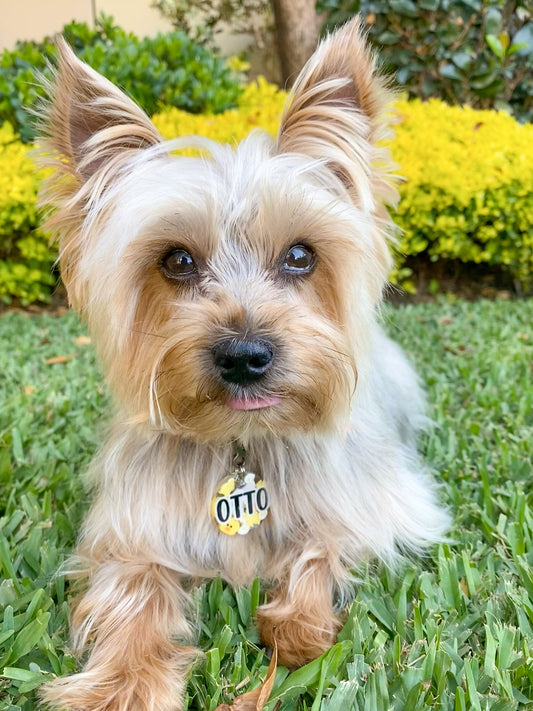 Yorkie con placa personalizada con diseño de pollo y nombre Otto. Accesorio fresco y llamativo.