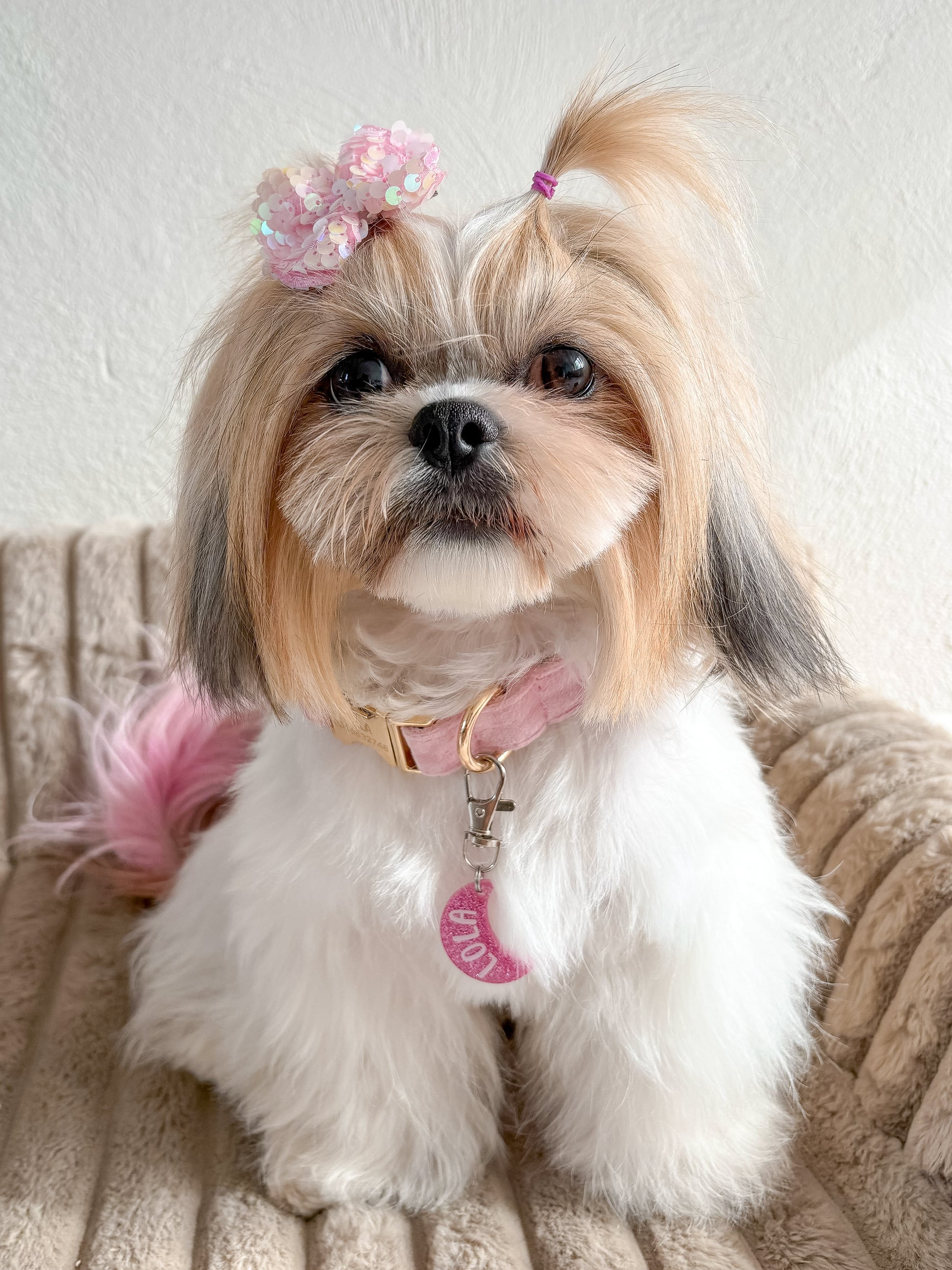 Perrita Shih Tzu con moño rosa y placa con glitter rosa claro, nombre Lola. Placa elegante para perro pequeño.