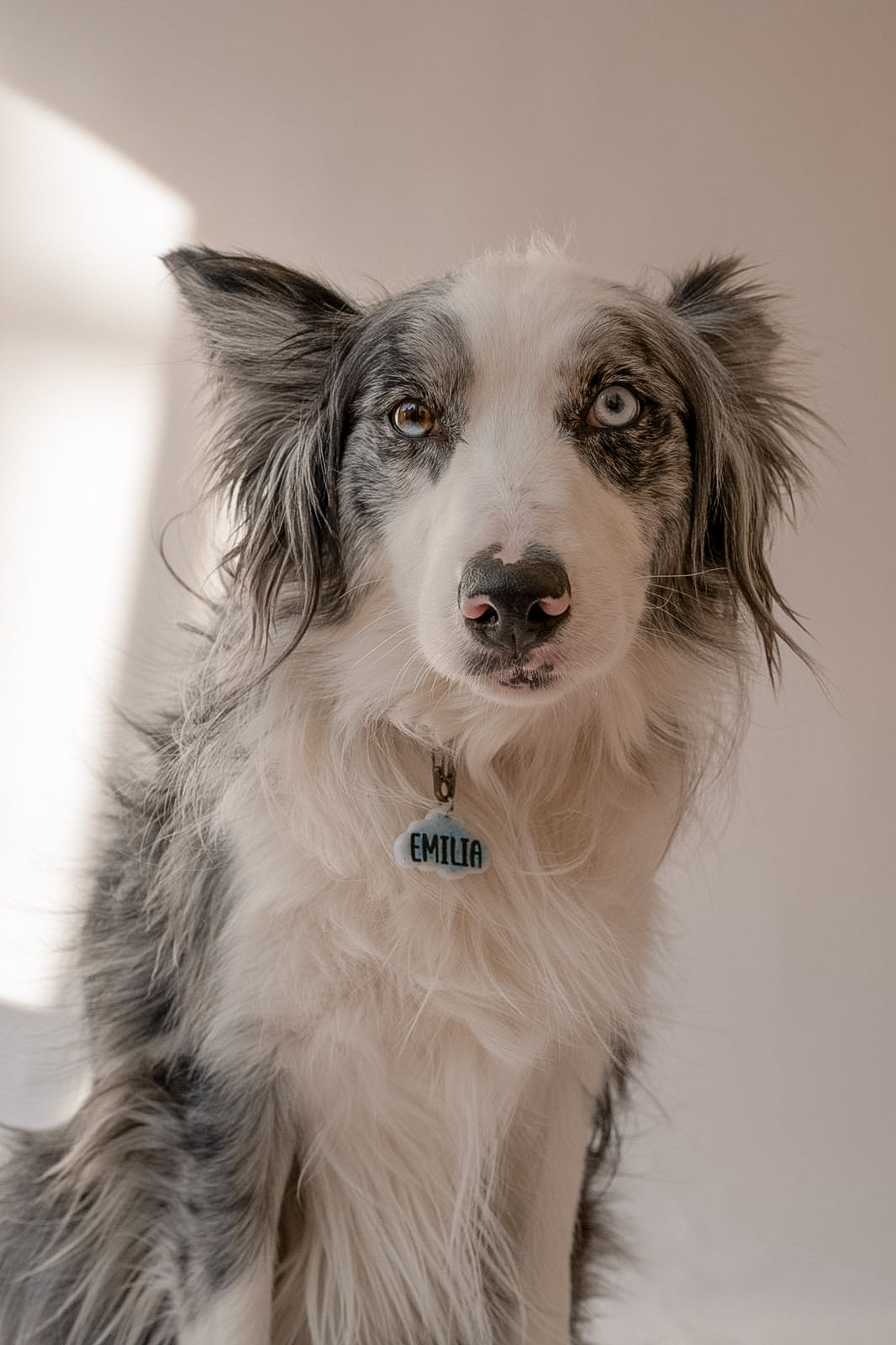 Border collie con placa personalizada blanca glitter azul con nombre Emilia. Placa para perros medianos o grandes.