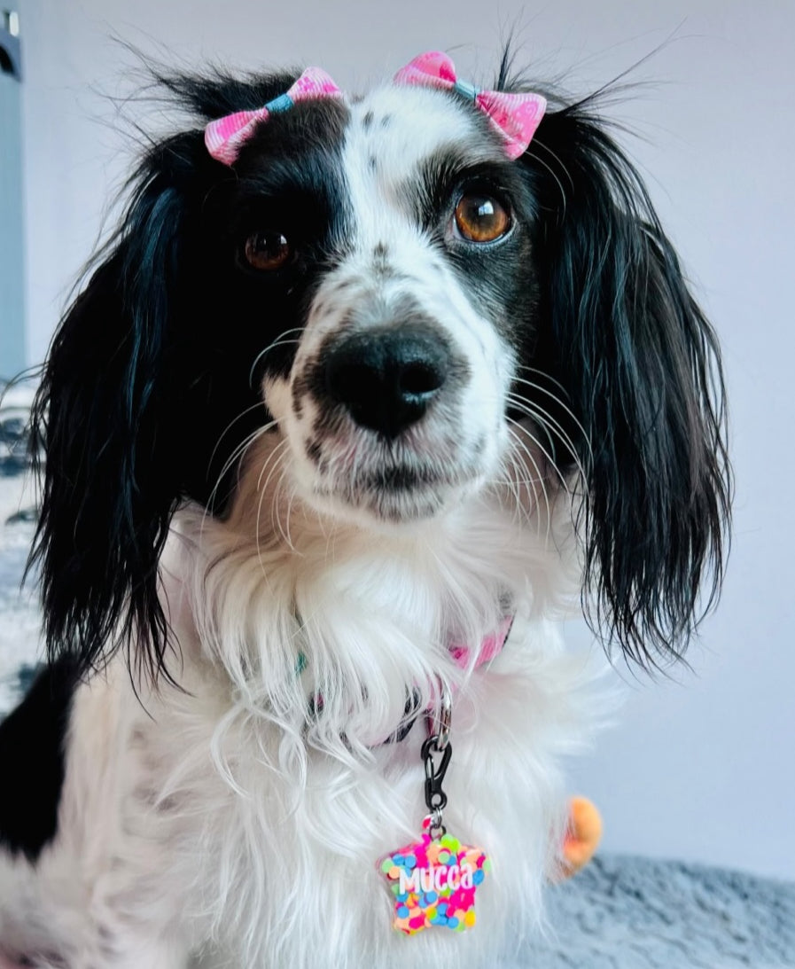 Placa de identificación para perro con glitter de colores. Diseño brillante y personalizado.
